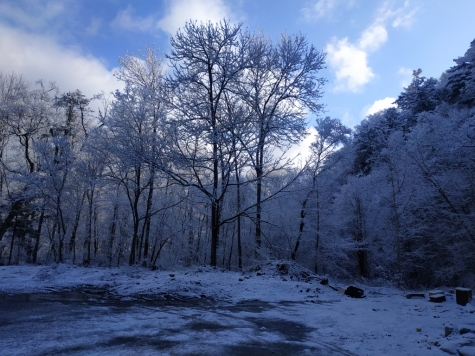 Лес в первом снеге