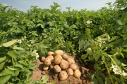 В субботу 13 апреля дачникам Владивостока расскажут о выращивании картофеля